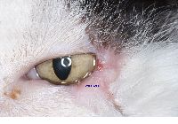 tumeur de la paupire chez un  chat aprs chirurgi